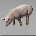 Realistic Pink Pig Standing on Black Background with Clear Visible Reflection 3d model
