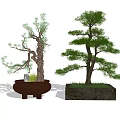 Artistic Bonsai Trees In Decorative Brown Ceramic And Square Stone Pots With Lush Green Foliage