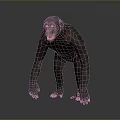 Realistic 3D Model of Chimpanzee Standing on Gray Background with Natural Posture