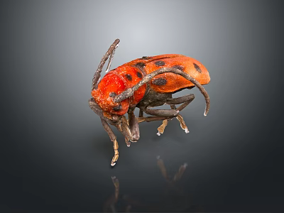 Red Beetle With Black Spots Antennae And Legs On Dark Reflective Surface 3d model