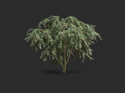 Arbor With Lush Green Foliage And Drooping Branches Isolated On Black Background 3d model