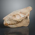 Ancient Fossil Skull With Cracked Surface And Light Brown Color On Dark Background