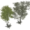 Two Green Leafy Trees With Dense Foliage And Natural Growth Shapes