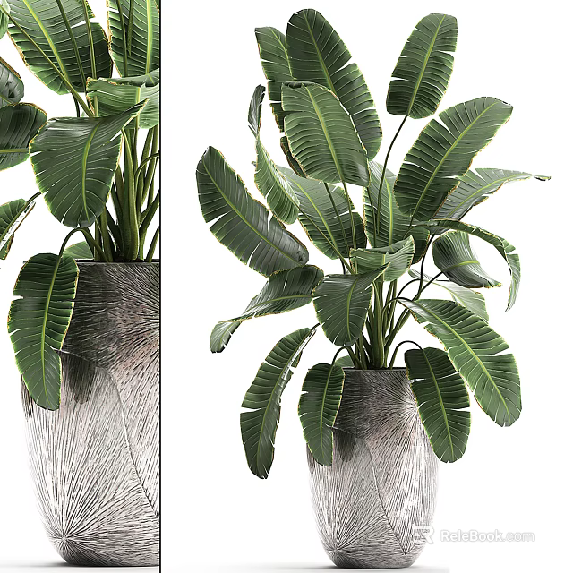 Bonsai Potted Plant With Large Green Leaves In Gray Textured Pot For Indoor Natural Decoration 3d model 