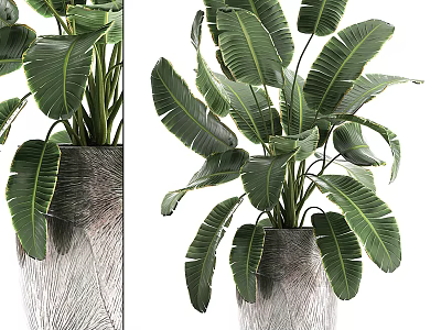 Bonsai Potted Plant With Large Green Leaves In Gray Textured Pot For Indoor Natural Decoration 3d model
