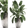 Bonsai Potted Plant With Large Green Leaves In Gray Textured Pot For Indoor Natural Decoration