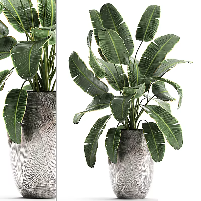 Bonsai Potted Plant With Large Green Leaves In Gray Textured Pot For Indoor Natural Decoration 3d model