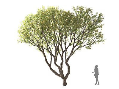 Tall Tree with Green Canopy Numerous Branches Small Yellow Flowers and Human Silhouette 3d model