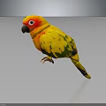 Vibrant Parrot With Yellow Green Red Plumage Red Eye Ring On Black Surface Grey Background