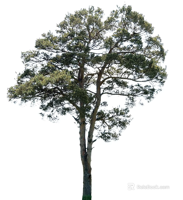 Tall Arbor Tree With Lush Green Foliage And Brown Trunk In Natural Scene 3d model 