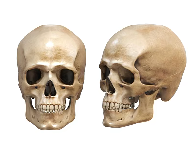Skull 3d model