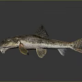 Detailed Fish Anatomy Featuring Eyes Mouth Fins And Textured Scales Structure