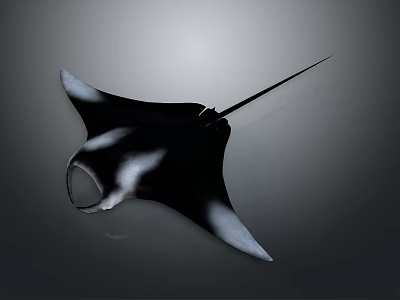 Black and White Manta Ray With Elegant Body Shape And Long Tail 3d model