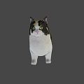 Realistic Calico Cat With White Black Brown Fur Standing On Green Background