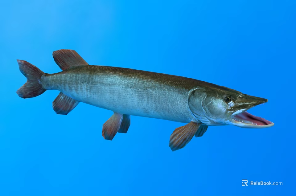 Freshwater Pike Fish With Elongated Body Open Mouth And Reddish Fins In Blue Underwater Background 3d model 