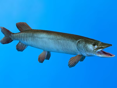 Freshwater Pike Fish With Elongated Body Open Mouth And Reddish Fins In Blue Underwater Background 3d model