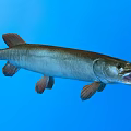 Freshwater Pike Fish With Elongated Body Open Mouth And Reddish Fins In Blue Underwater Background