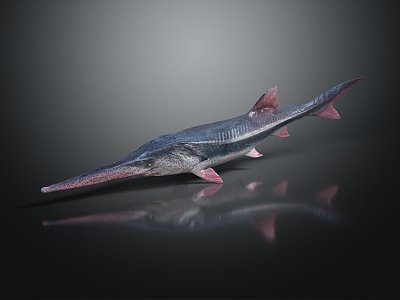 Modern White Cum Dolphin Chinese White Cum Dolphin Sturgeon 3d model