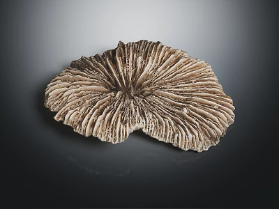 Elegant Brownish Flowers With Unique Radial Texture Against Dark Background 3d model