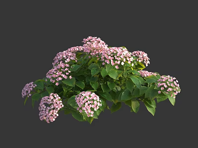 Beautiful Pink Flower Bush With Lush Green Leaves And Blooming Petals 3d model