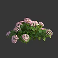 Beautiful Pink Flower Bush With Lush Green Leaves And Blooming Petals