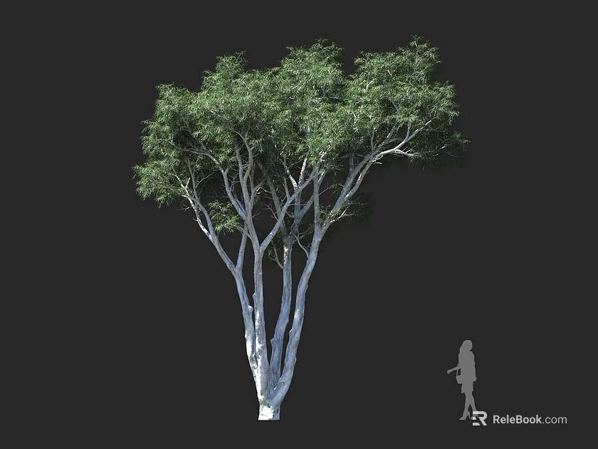 Lush Tree with Multiple White Trunks Green Foliage and Human Figure for Scale 3d model