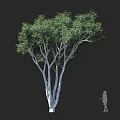 Lush Tree with Multiple White Trunks Green Foliage and Human Figure for Scale 3d model