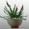 Indoor Potted Plants With Large Green Leaves Red Spikes And White Black Gray Decorative Pots