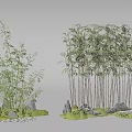 Bamboo Plants with Rocks and Green Grass in Natural Garden Landscape