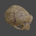 Detailed Cracked Tan Skull 3D Model for Game and Movie Character Design