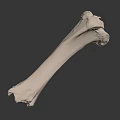 Detailed White Long Bone Skeletal Specimen Isolated on Black Background