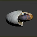Nautilus Shell With Orange And White Stripes Spiral Shape Isolated On Gray Background 3d model