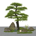 courtyard landscape tree modeling tree lohan pine trees micro terrain stone courtyard tree 3d model