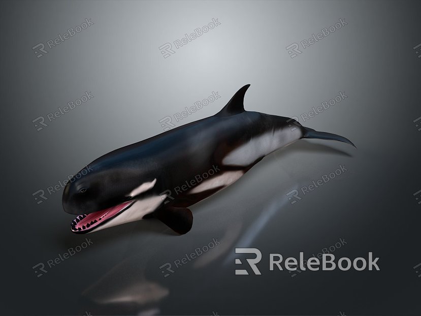 whale cartoon whale mammal marine mammal marine animal fish freshwater fish marine fish model