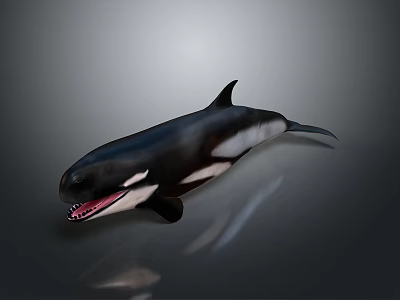 Majestic Orca Whale Swimming in Ocean with Open Mouth and Sharp Teeth 3d model