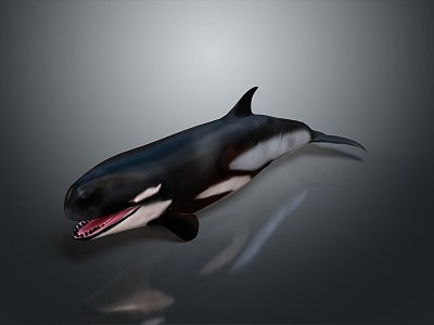 whale cartoon whale mammal marine mammal marine animal fish freshwater fish marine fish model