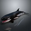 Majestic Orca Whale Swimming in Ocean with Open Mouth and Sharp Teeth