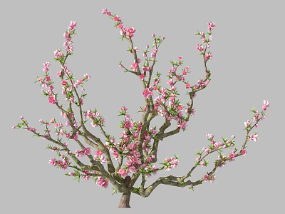 Blooming Tree with Pink Blossoms and Lush Branches in Full Bloom 3d model