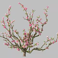 Blooming Tree with Pink Blossoms and Lush Branches in Full Bloom 3d model