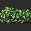 Green Shrubs with Lush Leaves and Intertwined Branches Against Dark Background
