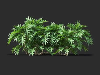 Green Shrubs with Lush Leaves and Intertwined Branches Against Dark Background 3d model