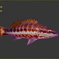 Colorful Red And White Striped Fish With Orange Fins On Gray Background With Reflection