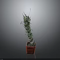Red Potted Cactus Plant With Green Segmented Stems And Sharp Spines On Dark Background