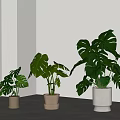 Stylish Indoor Potted Monstera Plants in Different Ceramic Planters with Natural Light