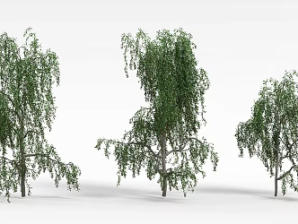 Willow 3d model