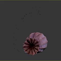 Pinkish Purple Poppy Pod With Stem And Residual Petals 3D Rendered On Dark Background