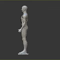 Human Body Model Showing Anatomical Organs And Hair Structure Left Right Comparison