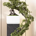 Pine Bonsai Trees On Black Marble Pedestals With White Bases And Light Wall Background