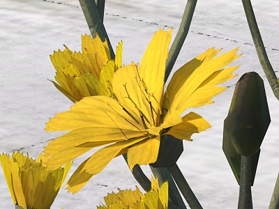 Modern Ixeris chinensis flower 3d model