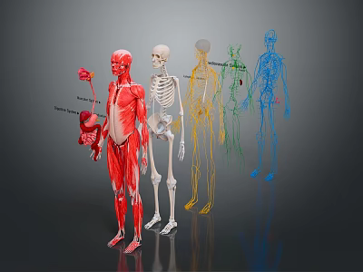 3D Human Organ System Models Displaying Muscles Skeleton Nerves And Circulatory Structures 3d model